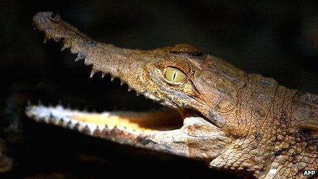 Young Orinoco crocodile being released into wild in Venzuela's Guarico province in June 2005