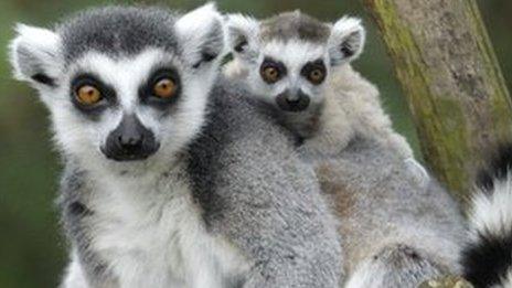 Lemurs.