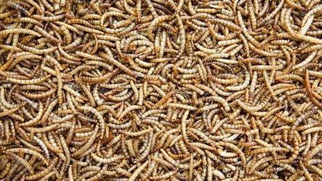 Maggots, insects