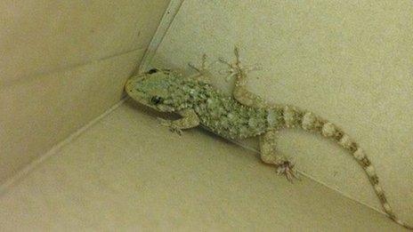 Moorish gecko