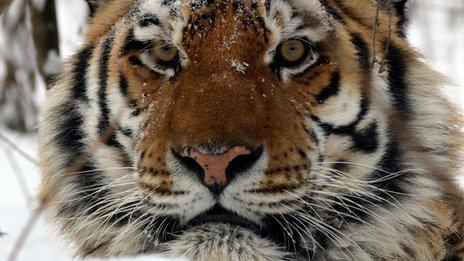 A Siberian tiger in the snow