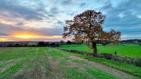 The sun sets over a green field with grass and a single tree to the right of centre