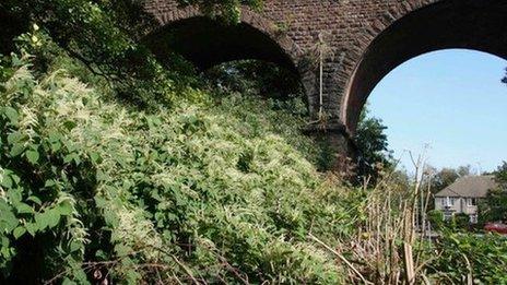 Knotweed at viaduct