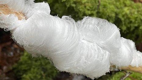 Thin crystals of ice on a branch, which look like hair.