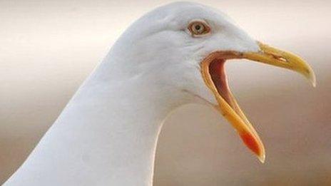 Seagull