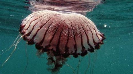 Compass jellyfish