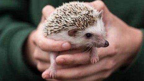 Hedgehog