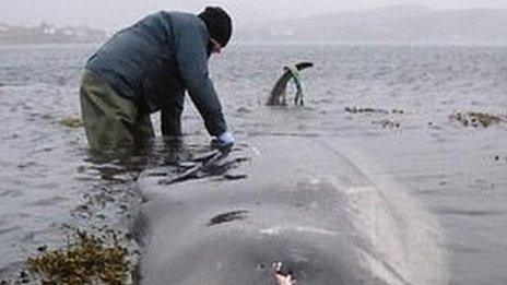 Cuvier's beaked whale