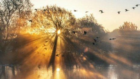 Misty sunlight through trees with flying birds in silhouette