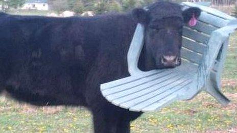 Cow with head stuck in garden chair