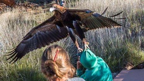 Eagle attempts to lift small boy into air