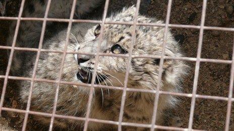 snow leopard