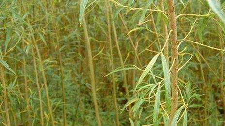 Short rotation coppice willow (Image: BBC)