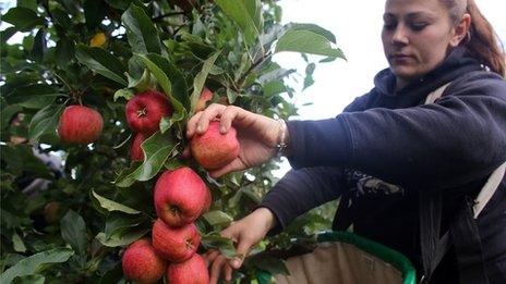 fruit picker