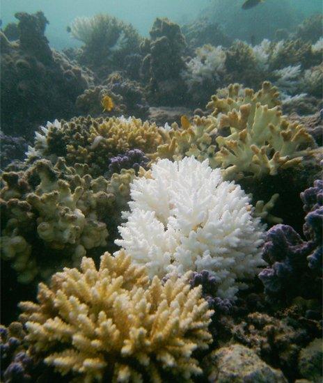 Striking difference of bleached and healthy coral