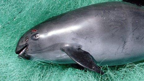 vaquita