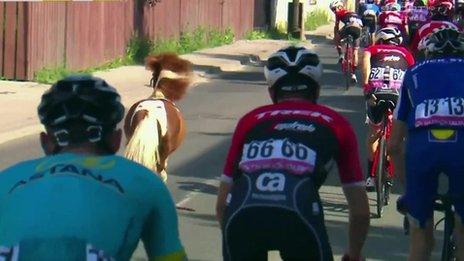 Pony galloping alongside cyclists