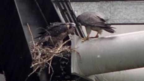 stadiummk peregrines