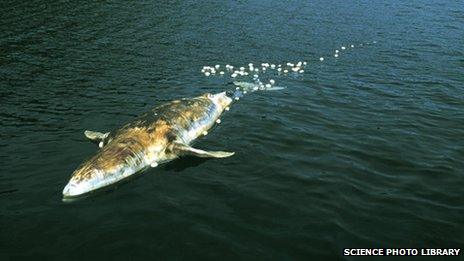 Dead whale floating on surface - location unknown