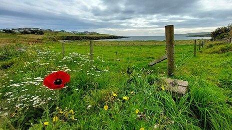 Poppy in a field with a cloudy sky