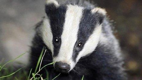 Badger