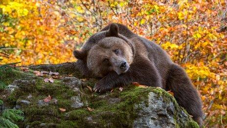 brown bear