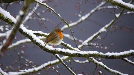 A robin sits in among snow covered branches