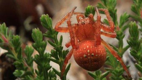 Strawberry spider