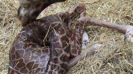 Rothschild's giraffe born at Paignton Zoo