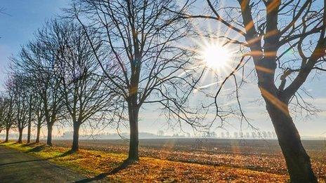 Bright sun above a field with winter-bare trees