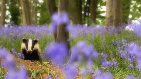 Badger Bluebell Woodland