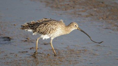 curlew