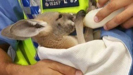 Sen Con Scott Mason has become a "dad" to Cuejo, an orphaned baby kangaroo