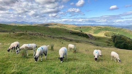 Sheep grazing on a field with blue skies and some fluffy white clouds above.