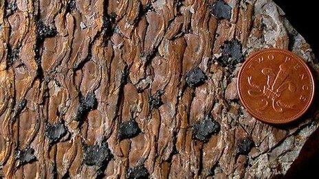 Fossilised bark