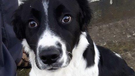 Jack, a four-month old dog surrendered by his owner to the DSPCA on Thursday 30 November