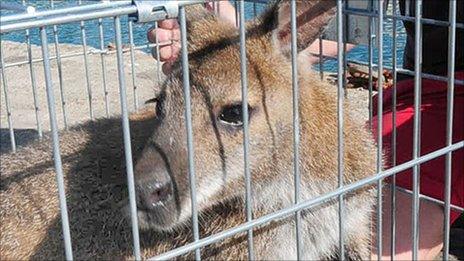 Caught wallaby