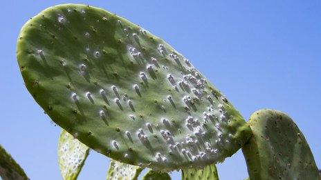 Cochineal beetle