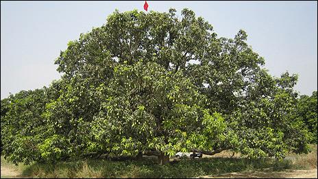 The mango tree in Dasheri known as the 'mother plant'