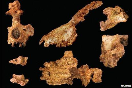 Fossilised remains of a 29 million-year-old primate called Saadanius hijazensis