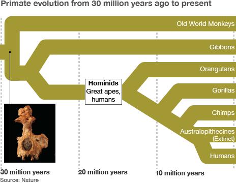 Timeline of primate evolution