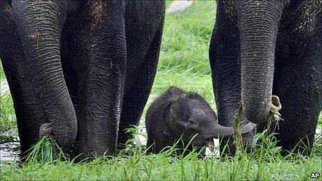 Baby elephant with adults