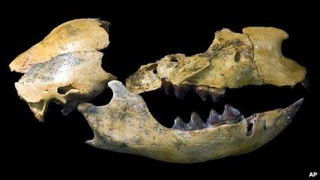 Nimbadon skull (AP)