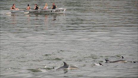 Fishguard Ladies Long Boat Team with the dolphins