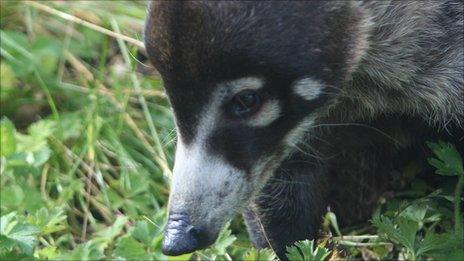 White nosed coati