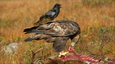 Golden eagle (Pic courtesy of RSPB)