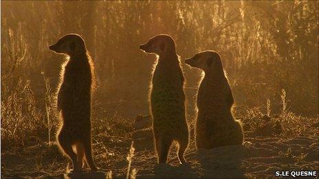 Three meerkats (Image: Stephen Le Quesne)