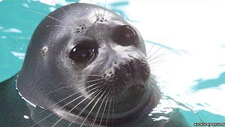 Baikal seal