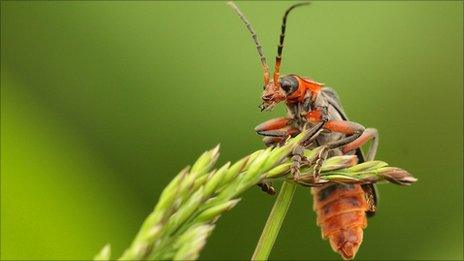 A Soldier beetle. Photo by Greg Hitchcock