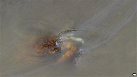 Crab in oily water